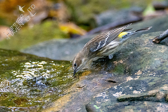 10-18-20 Yellow-rumped Warbler