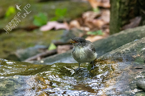 10--18-20 Eastern Phoebe