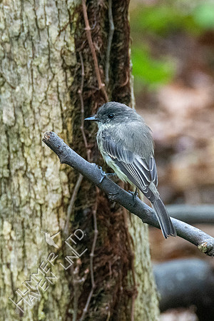 10--18-20 Eastern Phoebe