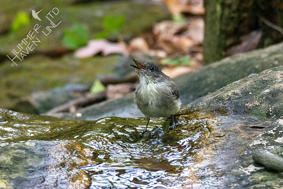 10--18-20 Eastern Phoebe