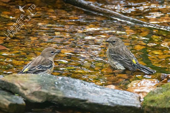 10-18-20 Yellow-rumped Warblers