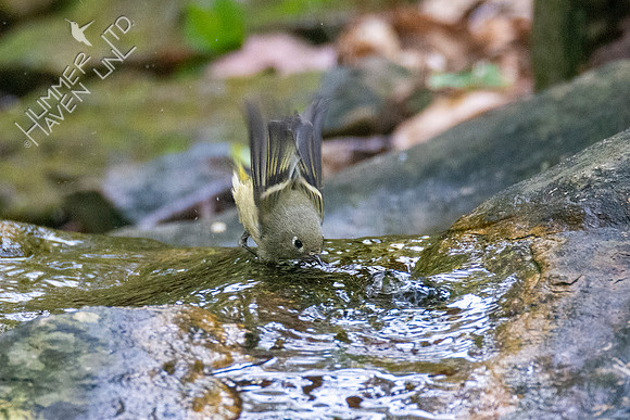 10-18-20 Ruby-crowned Kinglet