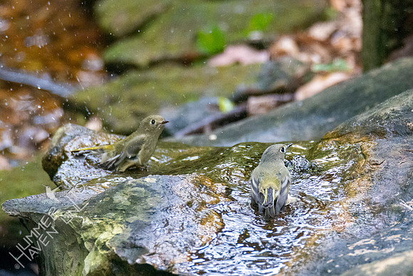 10-18-20 Ruby-crowned Kinglets
