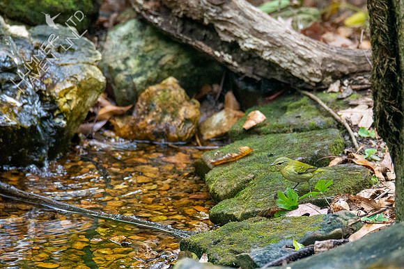 10-18-20 Tennessee Warbler