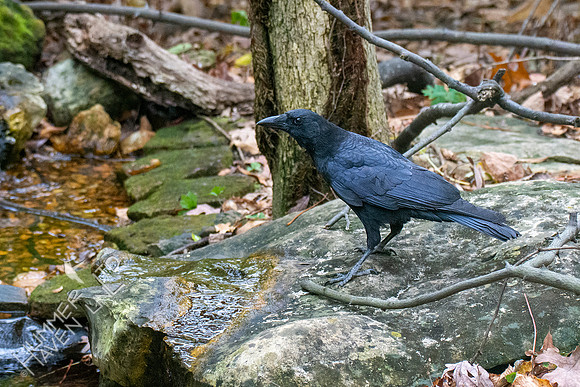 10-18-20 American Crow
