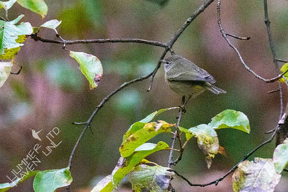 10-20-20 FOY Orange-crowned Warbler first seen 10-19-20