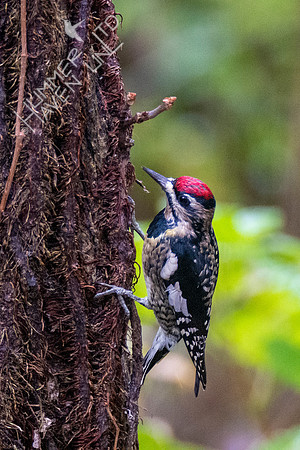 10-21-20 FOS Yellow-bellied Sapsucker female