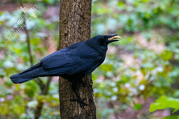 10-21-20 American Crow