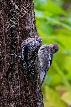 10-21-20 FOS Yellow-bellied Sapsucker immatures