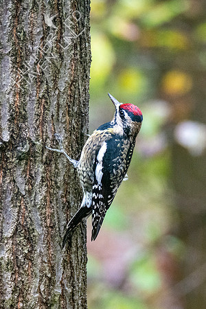 10-21-20 FOS Yellow-bellied Sapsucker female