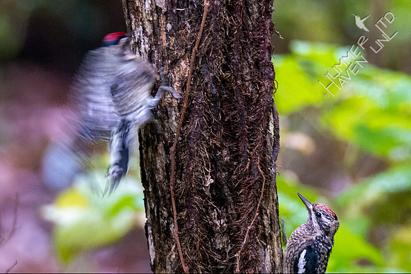 10-21-20 FOS Yellow-bellied Sapsucker female and immature
