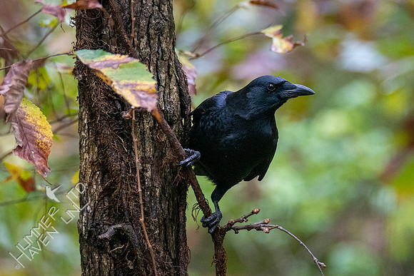 10-21-20 American Crow