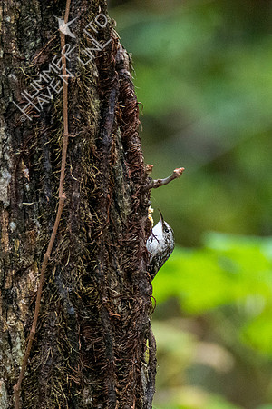 10-21-20 Brown Creeper