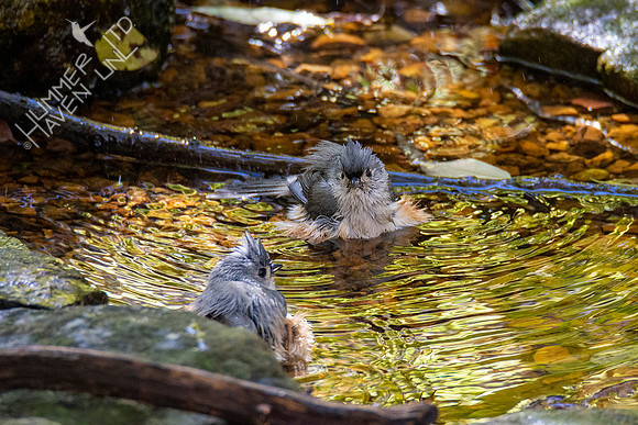 10-22-20 Tufted Titmice
