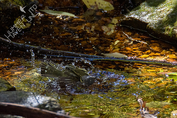 10-22-20 Blue-headed Vireo