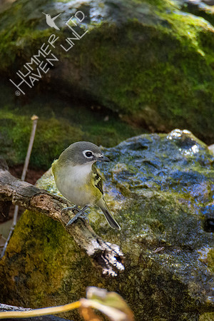 10-22-20 Blue-headed Vireo
