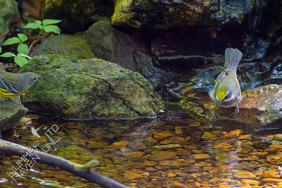 9-22-22 Magnolia Warbler and FOS Golden-winged Warbler female