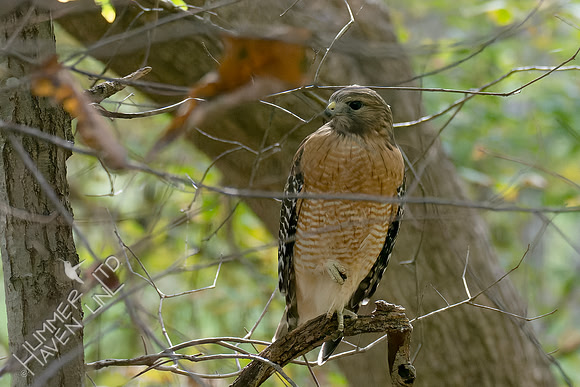 10-23-24 Red-shouldered Hawk