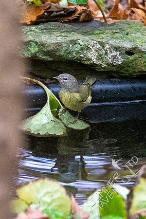 10-25-20 Orange-crowned Warbler at pond edge