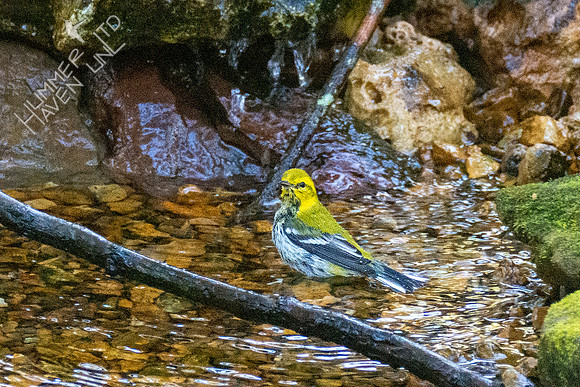 10-30-20 Black-throated Green Warbler