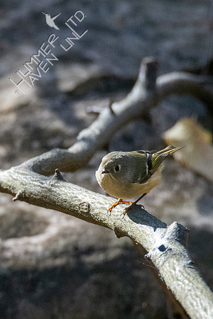 11-1-20 Ruby-crowned Kinglet