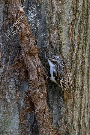 11-1-20 Brown Creeper