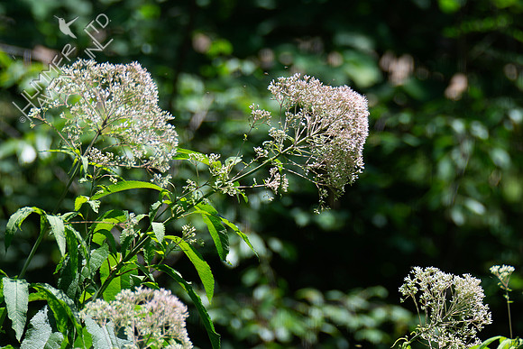 7-6-24 Pollinators at Joe Pye Weed (Eutrochium fistulosum)
