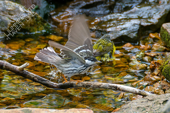 4-24-22 FOY Blackpoll and Tennessee, Nashville Warblers