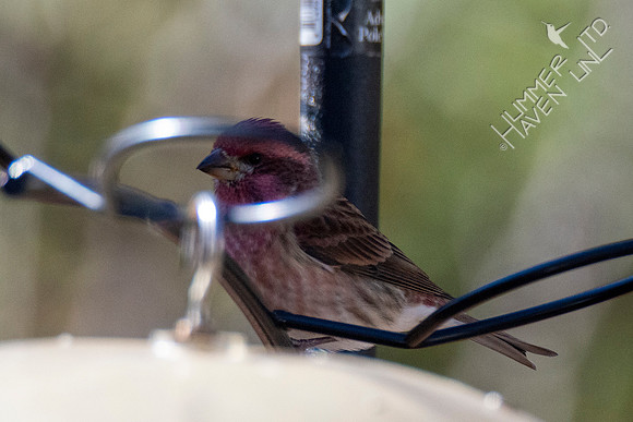 11-13-20 FOS Purple Finch