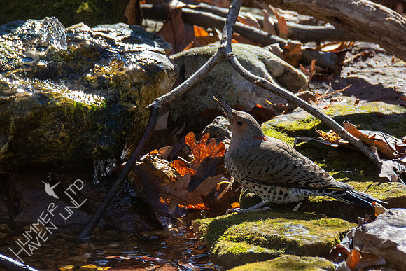 11-13-20 Northern Flicker female