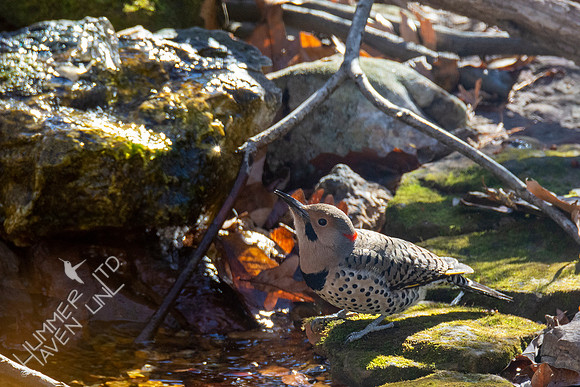 11-13-20 Northern Flicker
