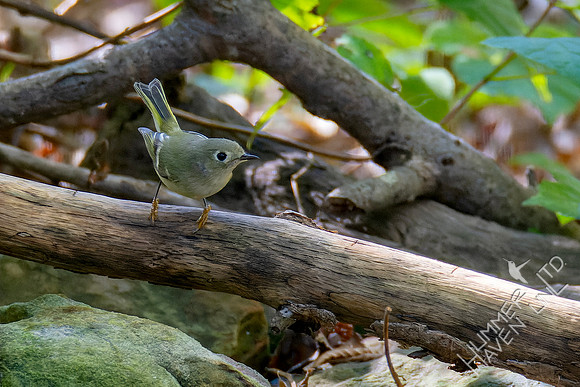 10-13-24 Ruby-crowned Kinglet