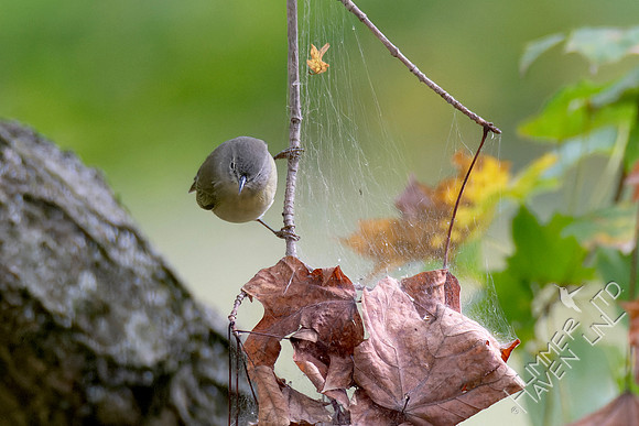 10-14-24 Orange-crowned Warbler in Sugar Maple checking leaf cluster and web