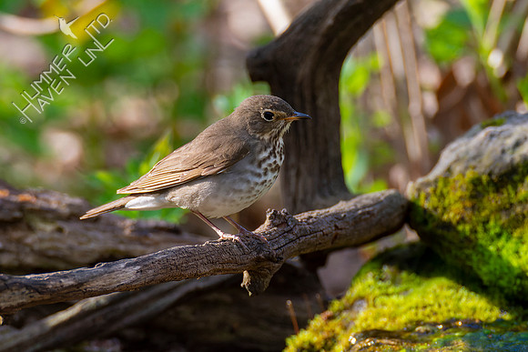 4-23-22 FOY 69 *48 Gray-cheeked Thrush