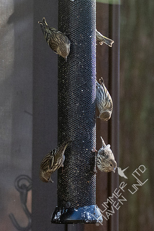 11-23-20 Five Pine Siskins