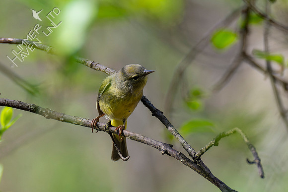 4-23-22 Orange-crowned Warbler
