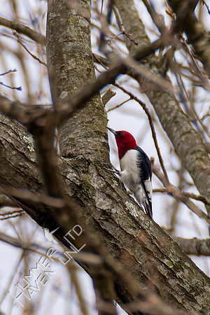4-13-22 Red-headed Woodpecker juvenile, near adult plumage