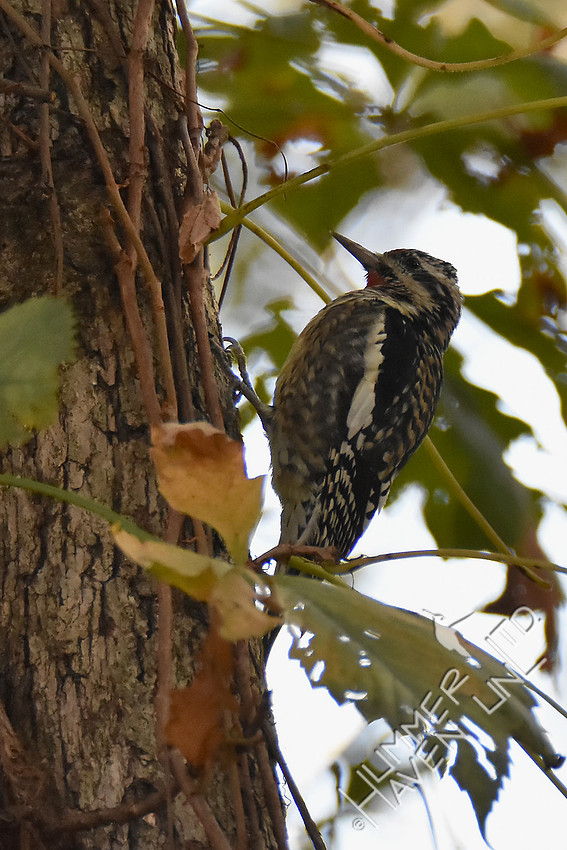 Yellow-bellied Sapsucker 10-22-16