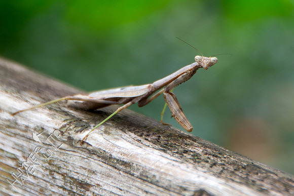 9-22-24 Praying Mantis