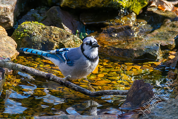 4-9-22 Blue Jay