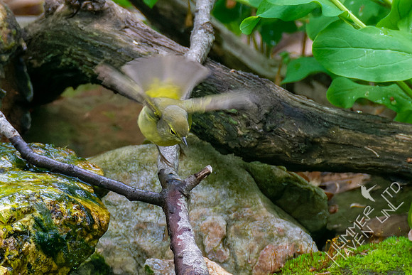 5-3-22 Orange-crowned Warbler