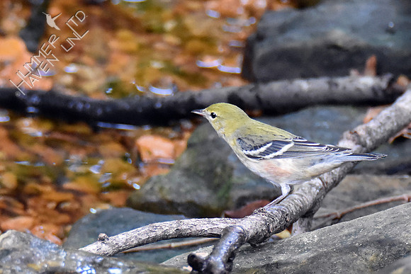 Bay-breasted Warbler 10-6-16
