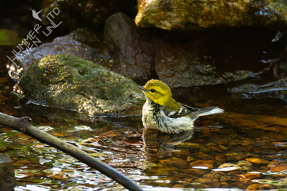 10-5-24 Black-throated Green Warbler