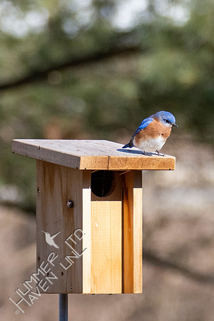 1-22-21 Eastern Bluebird