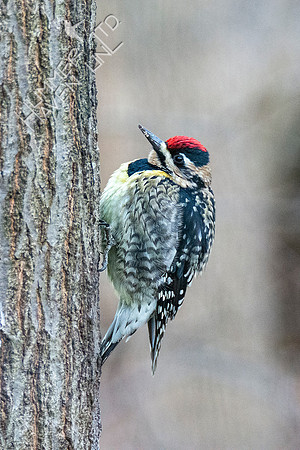 1-23-21 Yellow-bellied Sapsucker female