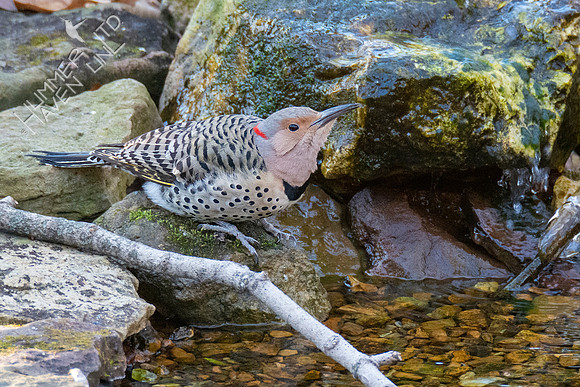 1-23-21 Northern Flicker