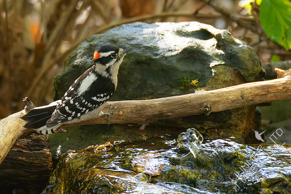 10-19-24 Downy Woodpecker