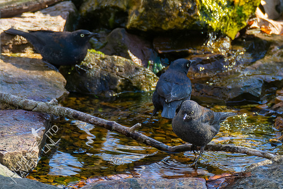 4-9-22 Rusty Blackbirds
