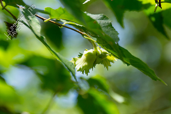 7-8-24 Hazelnuts (Corylus americana)