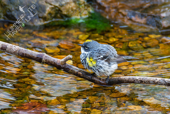4-12-22 Yellow-rumped Warbler